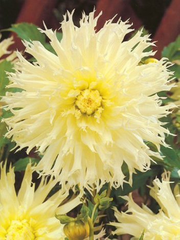 Dalia (Dahlia) 'Tsuki-Yori-No-Shisha'