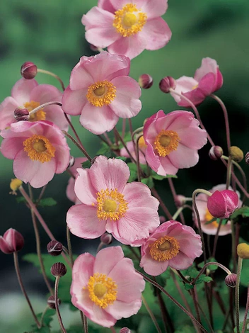 Zawilec (Anemone hybrida) 'Richard Ahrens' 1 szt.