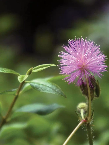 Nasiona Mimoza, Czułek (Mimosa pudlica)