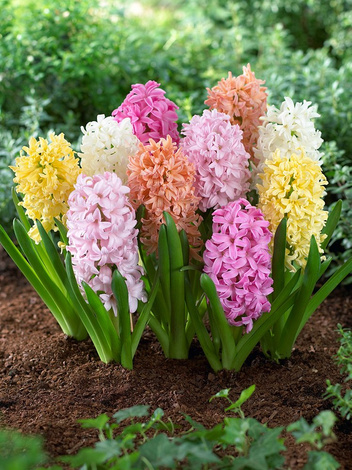 Hiacynty Pastelowe (Hyacinthus) Mix