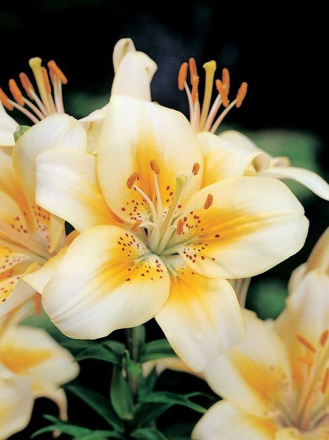 Lilia (Lilium) 'Luxor' 1 szt.