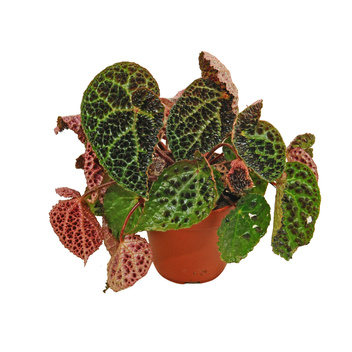 Begonia Ferox (Begonia Ferox)