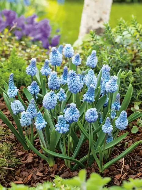 Szafirek (Muscari) 'Azureum' 10 szt.