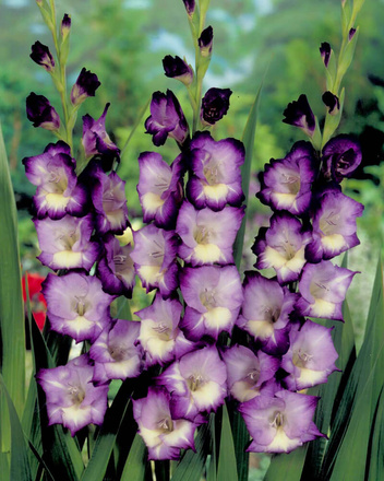 Mieczyk (Gladiolus) 'King's Lynn'