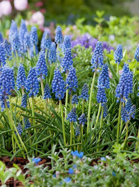 Szafirek (Muscari armeniacum) 20 szt.