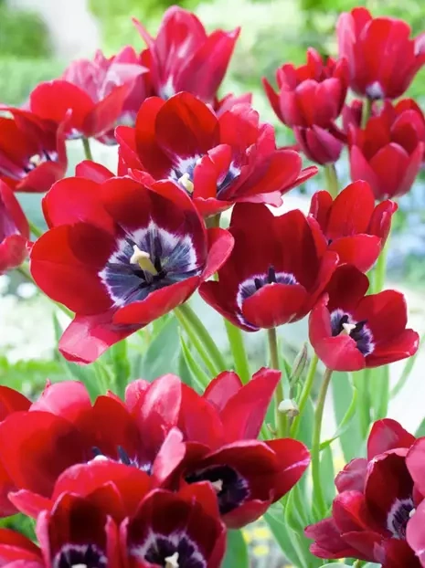 Tulipan (Tulipa) 'Fiery Club'