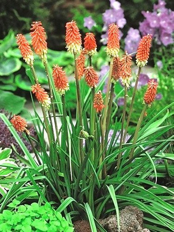 Trytoma (Kniphofia uvaria)