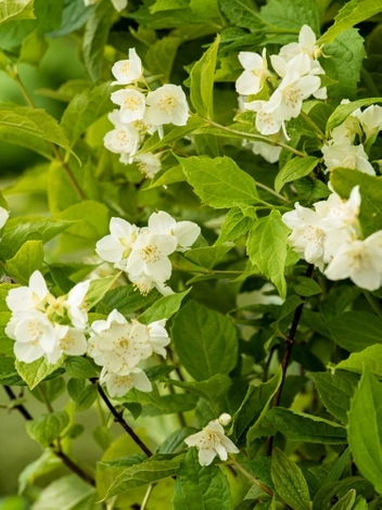 Jaśminowiec wonny (Philadelphus coronarius)