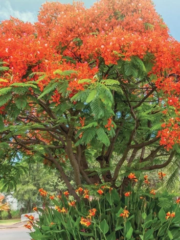 Nasiona Płomień Afryki (Delonix regia)