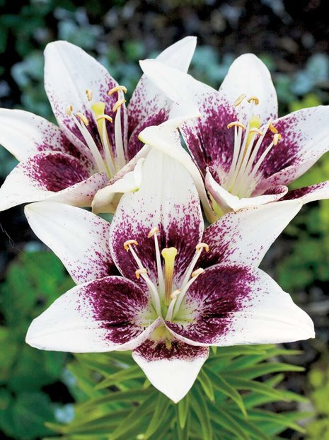 Lilia Azjatycka (Lilium) ’Tribal Kiss’ 1 szt.