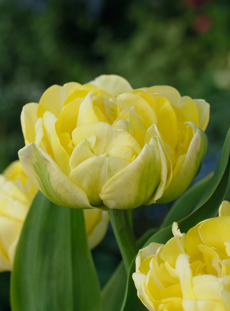 Tulipan ( Tulipa ) Yellow Mountain 5 szt.