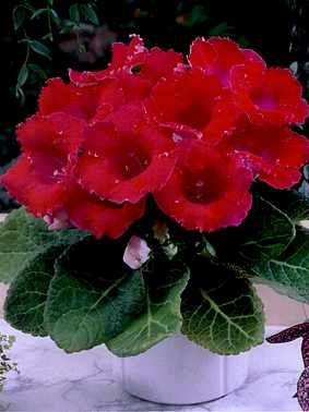 Gloxinia Meteor