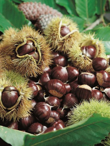 Kasztan Jadalny "Castanea sativa"