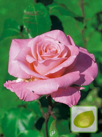 Róża Rabatowa (Rosa) 'Sylvia'