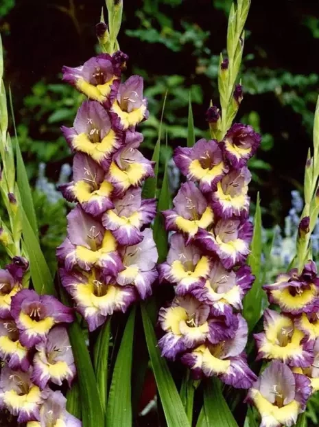 Megapacka Mieczyk (Gladiolus) 'Dynamite'