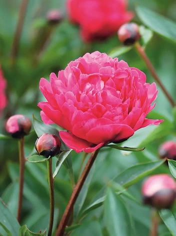 Piwonia chińska (Paeonia lactiflora) 'Kansas'