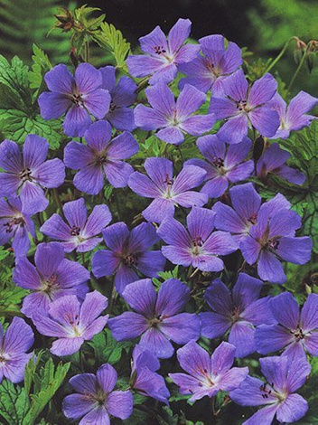 Bodziszek himalajski (Geranium himalayense) 'Gravetye'