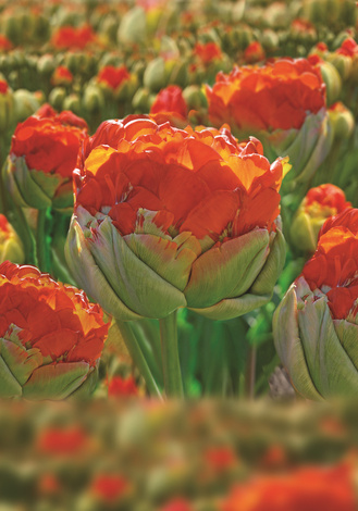 Tulipan Pop Up Orange