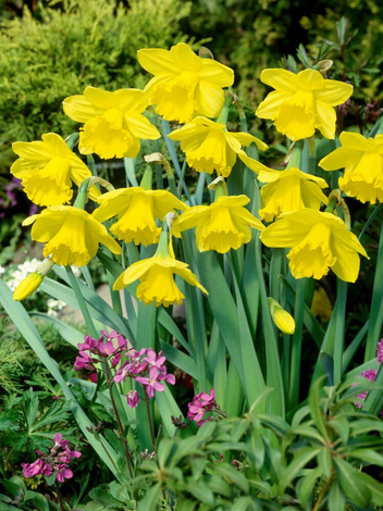 Narcyz ( Narcissus ) Żonkil Żółty 10 szt