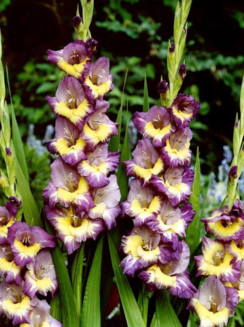 Mieczyk (Gladiolus) 'Dynamite'