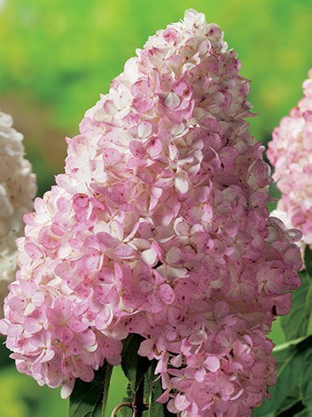 Hortensja Bukietowa (Hydrangea paniculata) 'Vanille-Fraise ©'