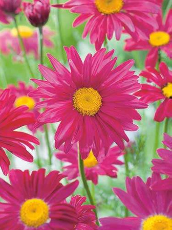 Wrotycz szkarłatny (Tanacetum coccineum) 'Robinson's Red'