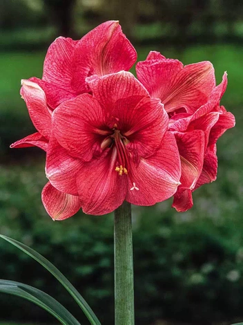 Amarylis ( Hippeastrum ) Hercules cebulka XXL 1 szt.