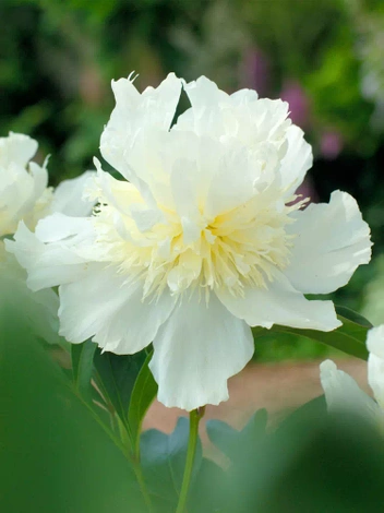 Piwonia (Paeonia) 'Top Brass'