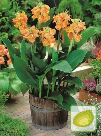 Paciorecznik (Canna) 'Picasso'