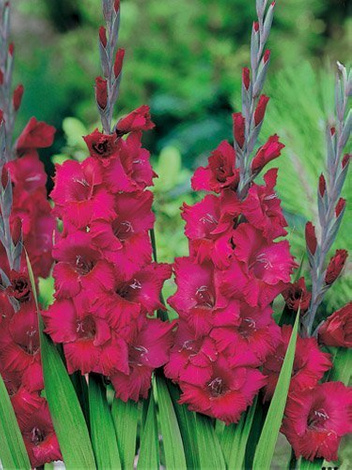 Mieczyk Tani (Gladiolus) 'Plum Tart'