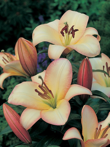 Lilia (Lilium) 'Boogie Woogie' 1 szt.