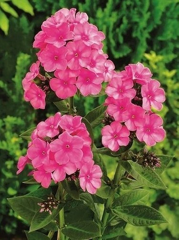 Floks (Phlox paniculata) 'Windsor'