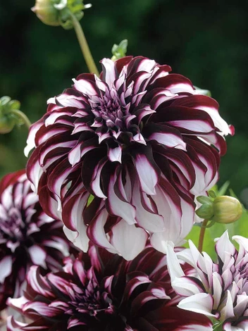 Dalia (Dahlia) 'Tartan' 1 szt.