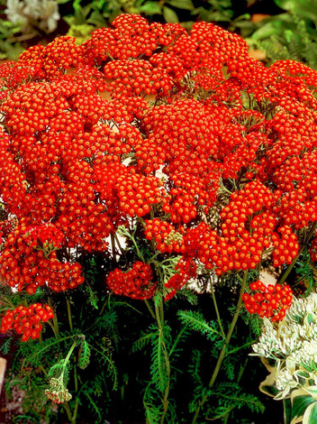 Krwawnik (Achillea) 'Red Velvet'