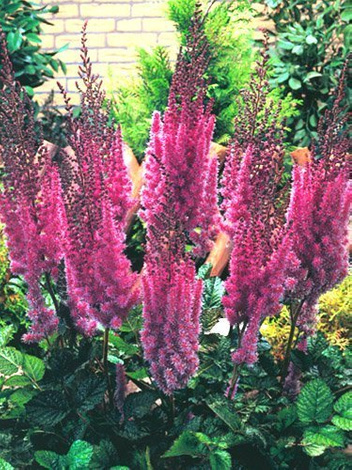 Tawułka (Astilbe chinensis) 'Superba' 1 szt.