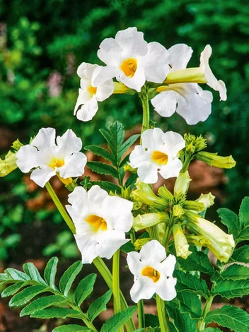 Inkarwilla (Incarvillea) 'Snowtop'