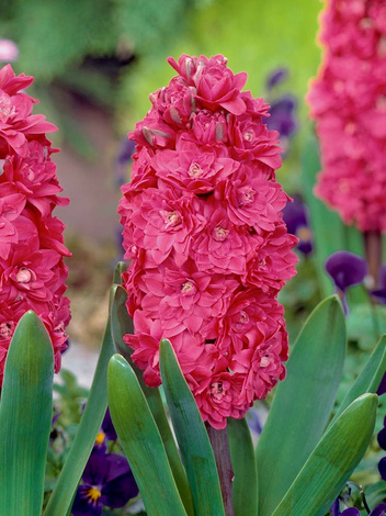 Hiacynt (Hyacinthus) 'Hollyhock'