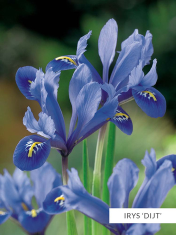 Zestaw Irysy Drobne 2 | 50 szt.