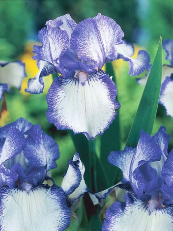 Kosaciec bródkowy (Iris Germanica) 'Earl of Essex'