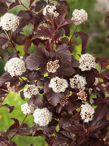 Pęcherznica kalinolistna (Physocarpus opulifolius) 'Red Baron' 