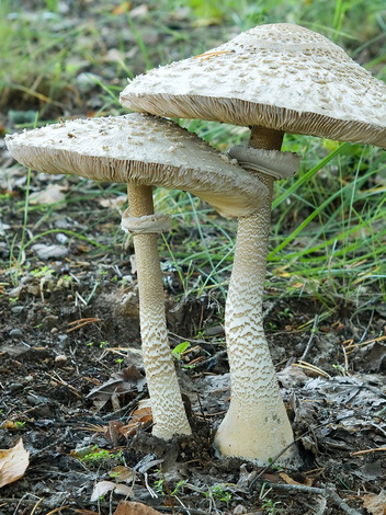 Kania Czubajka (Macrolepiota procera) Zagrzybione Podłoże