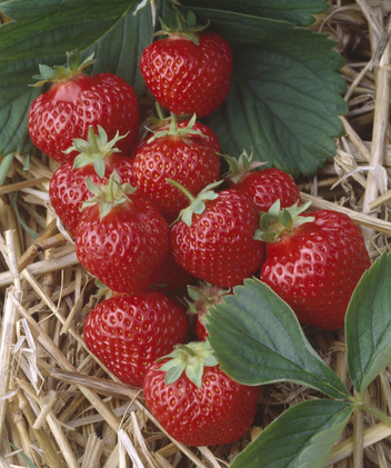 Truskawka (Fragaria a.) 'Honeoye' - don. P9