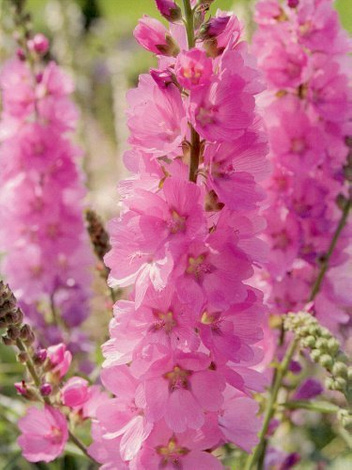 Ślazownik (Sidalcea) 'Party Girl'