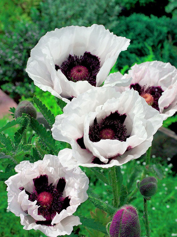 Mak (Papaver orientale) 'Perry's White'