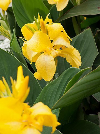 Paciorecznik (Canna) 'Yellow Futurity' 1 szt.