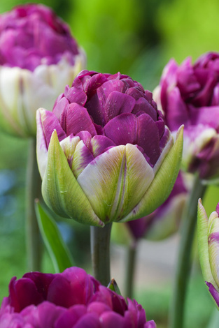 Tulipan Pop Up Purple