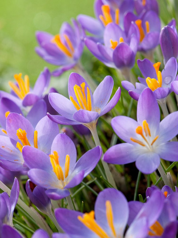 Krokus Botaniczny (Crocus) 'Whitewell Purple' 10 szt