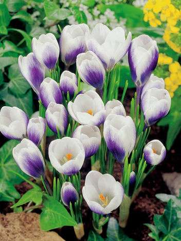 Krokus Botaniczny (Crocus) 'Prince Claus' 10 szt.