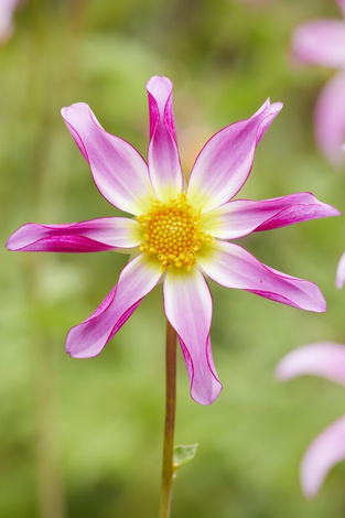 Dalia (Dahlia) ’Honka Pink’