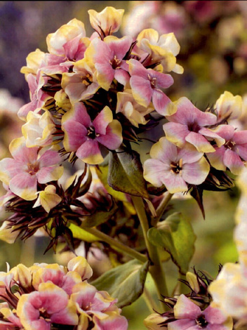 Floks (Phlox paniculata) 'Sherbet Blend'